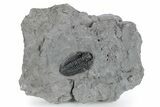 Calymene Niagarensis Trilobite Fossil - New York #269932-1
